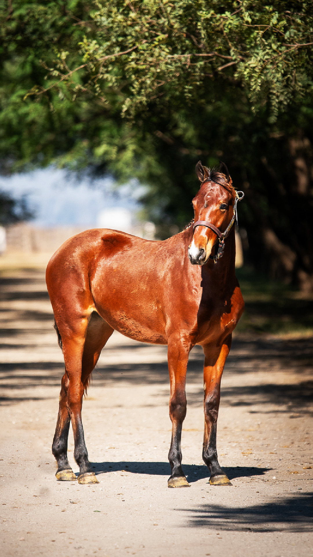 Pegasus Milenaria